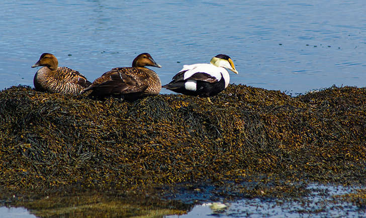 Eider à duvet (Crédits: Paul VanDerWerf - flickr)