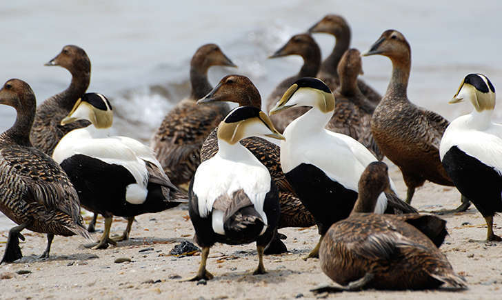 Eider à duvet (Crédits: putneypics -flickr)