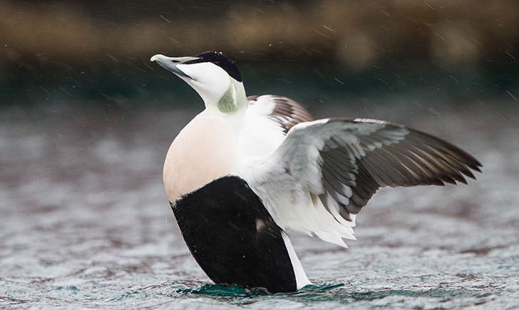 Eider à duvet (Crédits: Ron Knight - flickr)