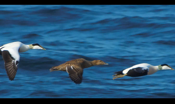 Eider à duvet (Crédits: Stefan Berndtsson - flickr)