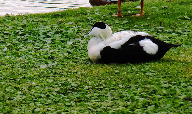 Eider à duvet (Crédits: Stéphanie Ritz)