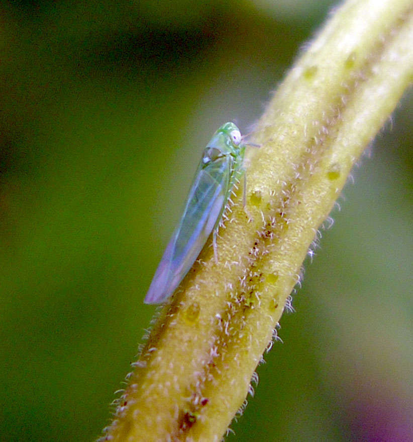 Cicadelle verte