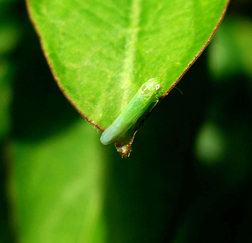 Cicadelle verte