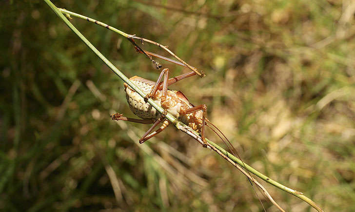 Ephippigère provençale mâle (Crédits : Kirane Milleliri - Flikr)