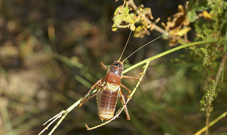 Ephippigère provençale mâle (Crédits : Kirane Milleliri - Flikr)