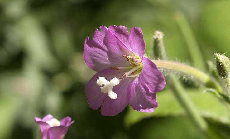 Épilobe à grandes fleurs