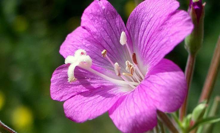 Épilobe à grandes fleurs