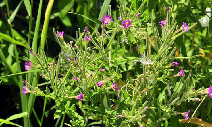 Épilobe à grandes fleurs