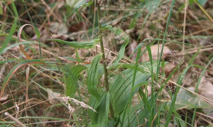 Epipactis à larges feuilles -Epipactis helleborine (crédit: Quessoy)