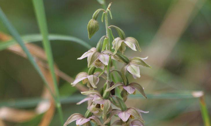 Epipactis à larges feuilles -Epipactis helleborine (crédit: Quessoy)