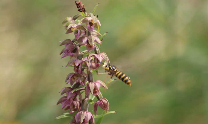 Epipactis à larges feuilles -Epipactis helleborine (crédit: Quessoy)