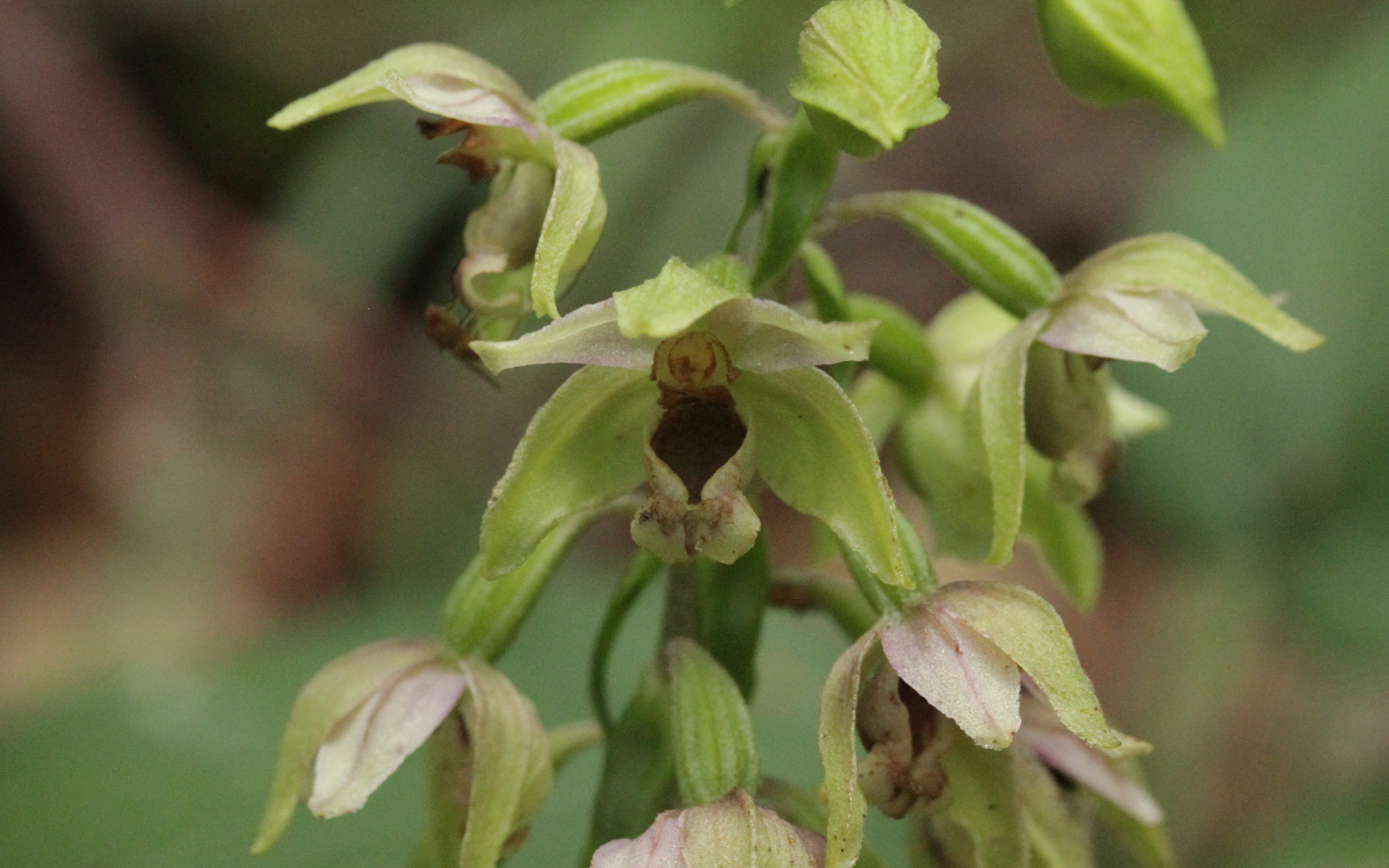 Epipactis à larges feuilles - Credit : Björn S - Flickr