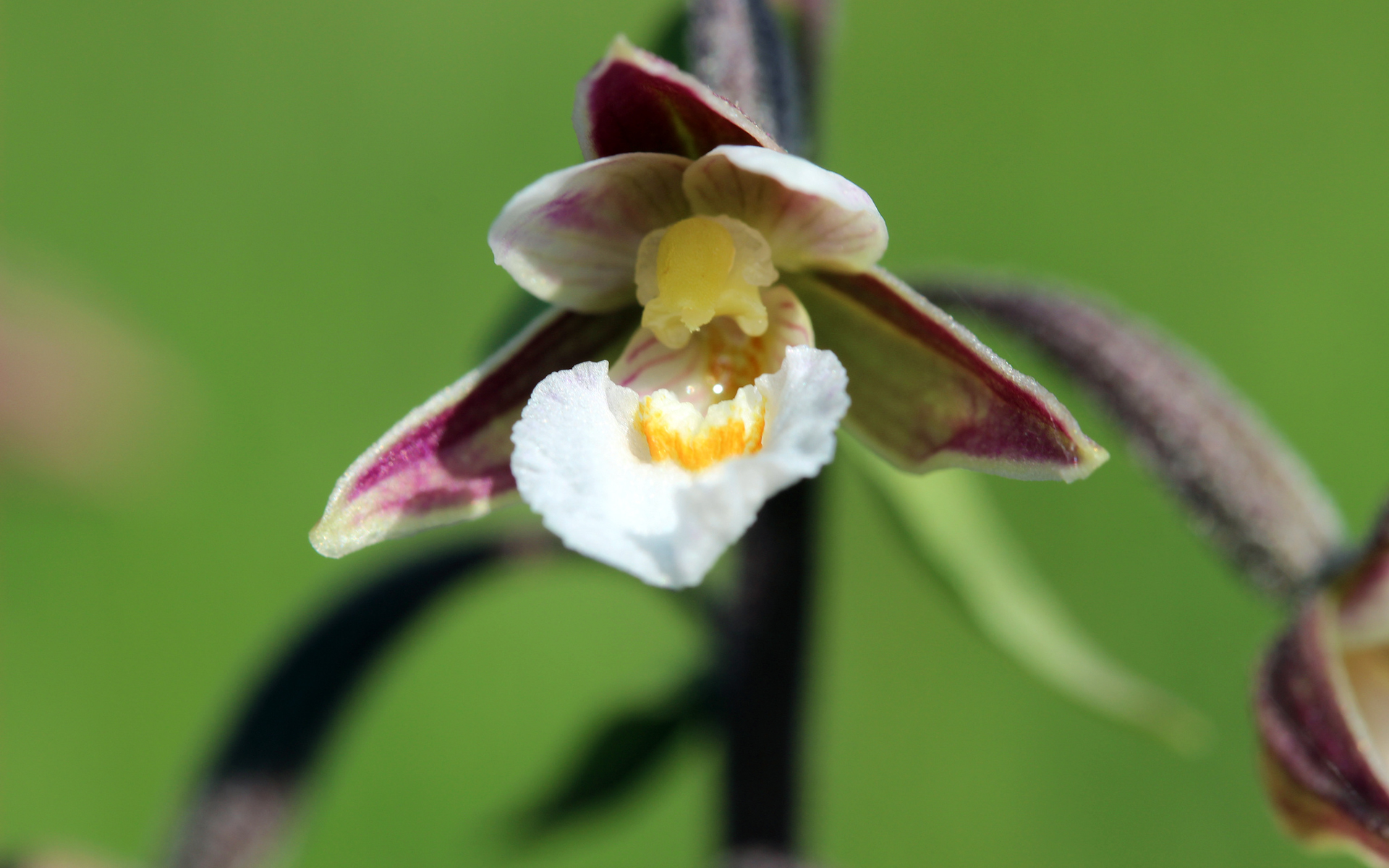 Epipactis des marais - Credit : Björn S - Flickr