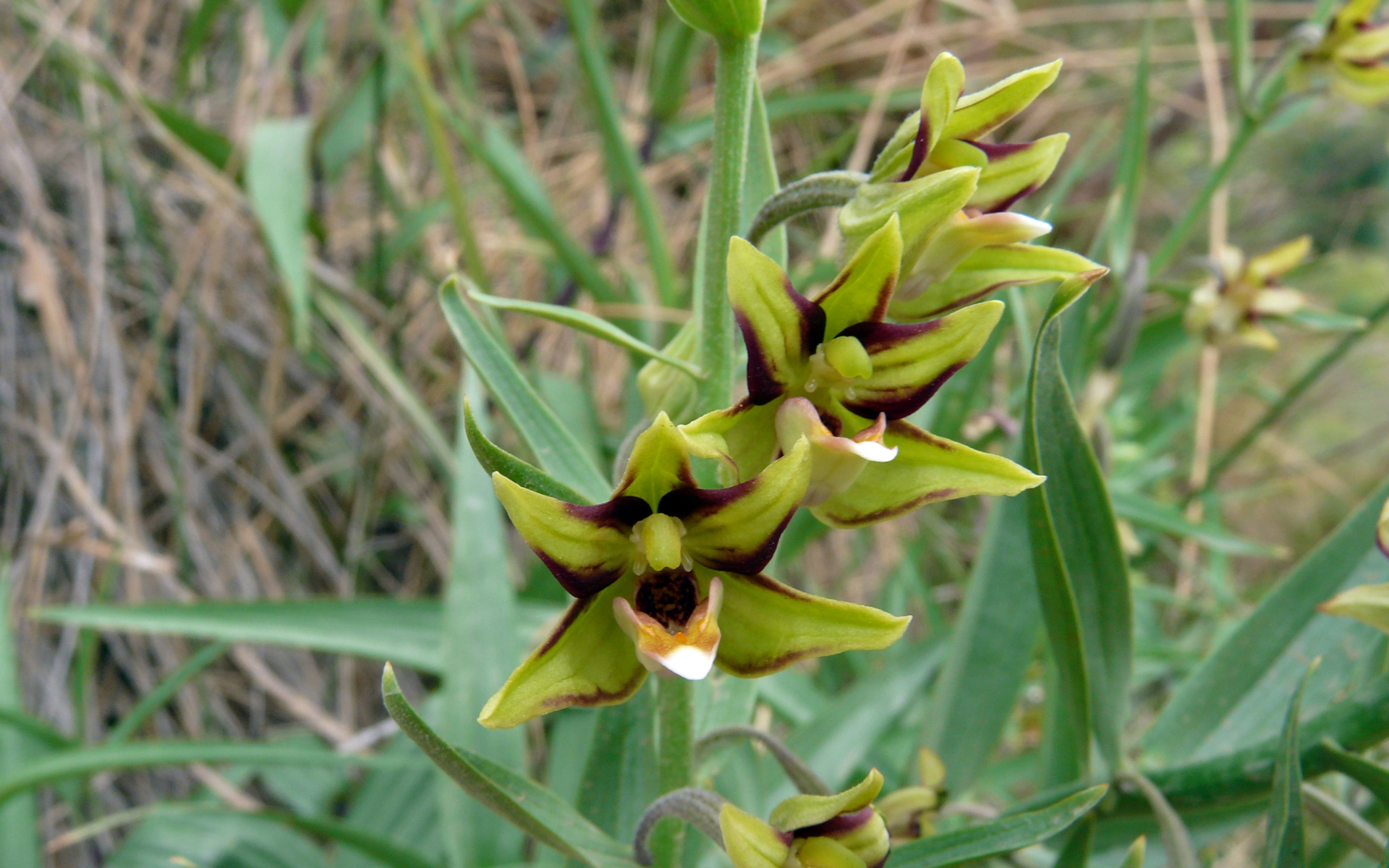 Epipactis à feuilles de Verâtre - Credit : Alastair Rae - Flickr