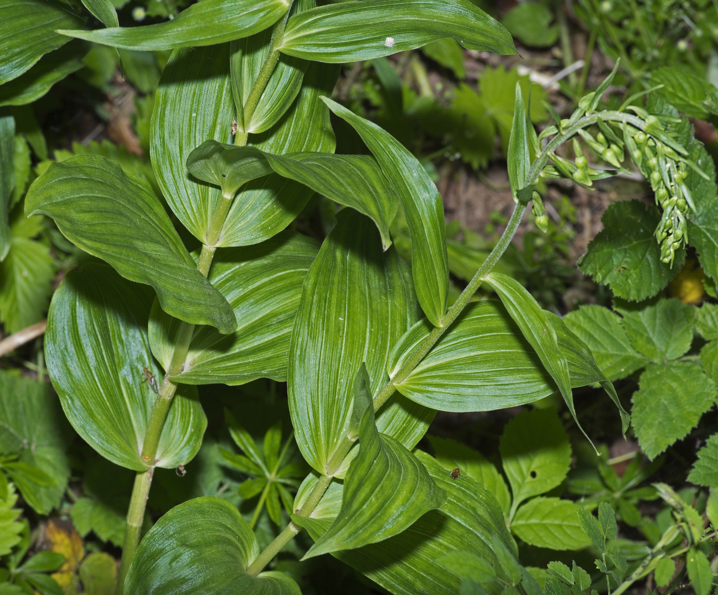 Epipactis à larges feuilles - Credit : AJC1 - Flickr