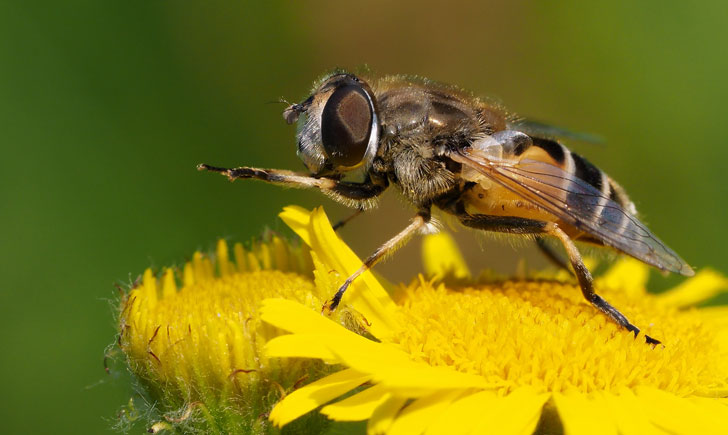 Eristale des arbustes Eristalis arbustorum crédit: Frank Vassen