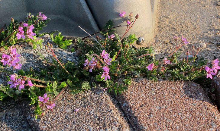 Erodium circutarium (Crédits: K M)