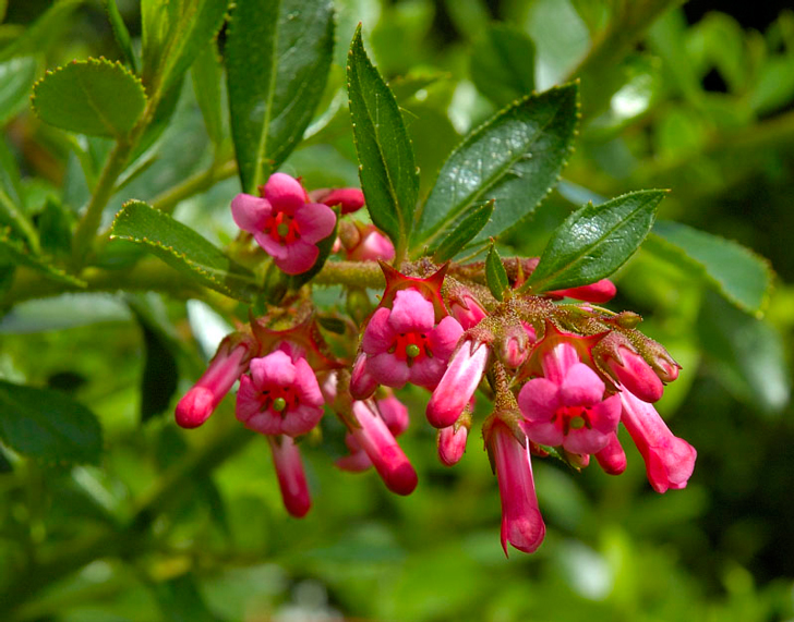 Escallonia Rubra (crédits Bri Weldon)