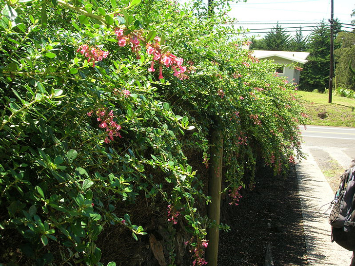 Escallonia Rubra (crédits Forest Kim Starr)