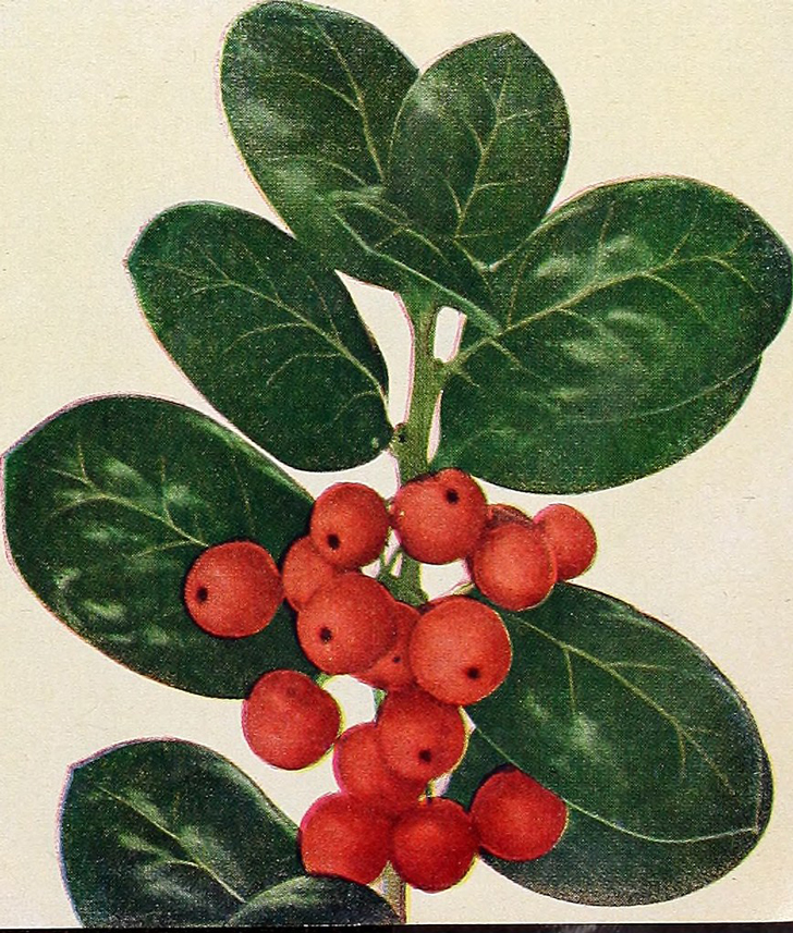 Escallonia Rubra (crédits Internet Archive Book Image)