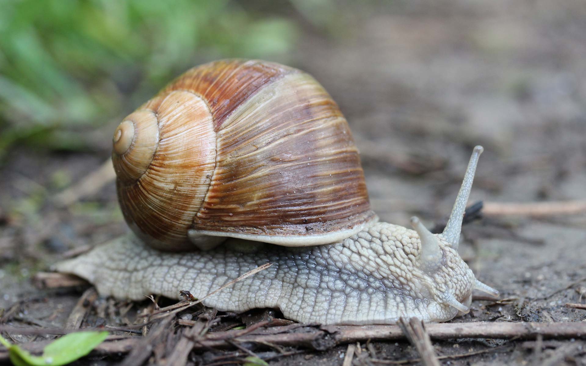 Escargot-de-Bourgogne-credit-Björn-S...