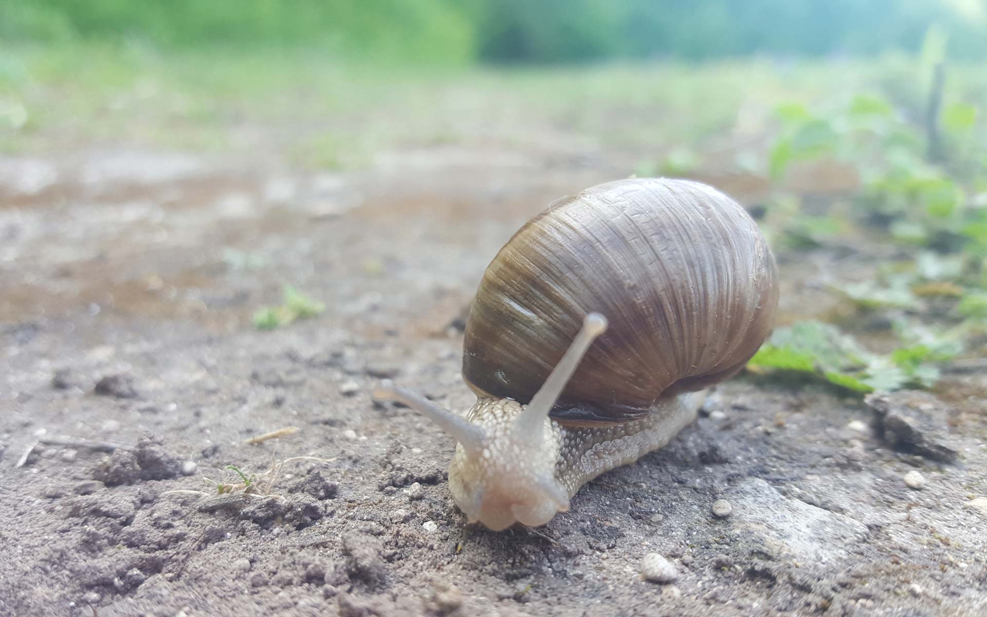 Escargot-de-Bourgogne-creditRNN-la-Bassée