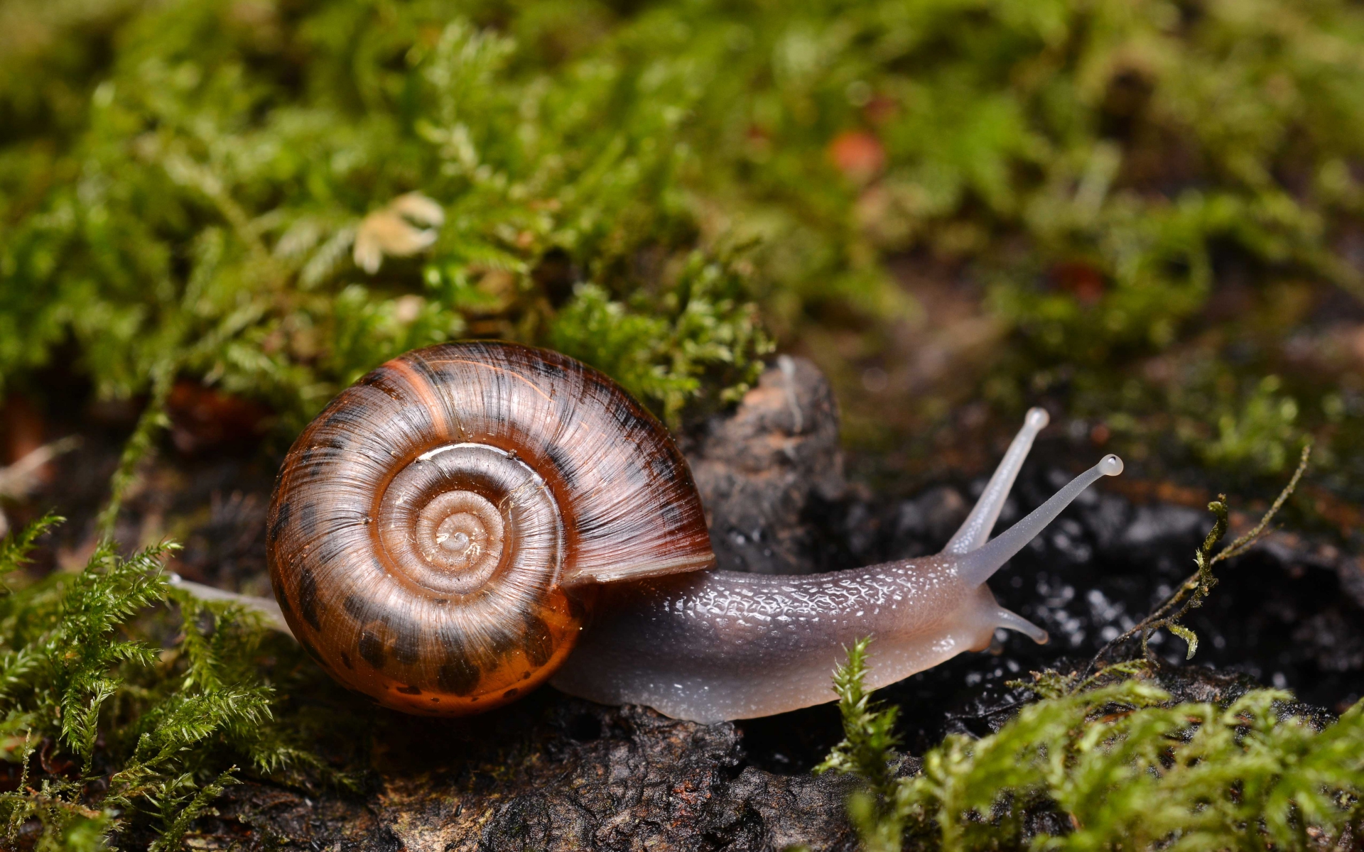 Escargot-de-quimper-credit-Gilles-San-Martin-Suivre-web