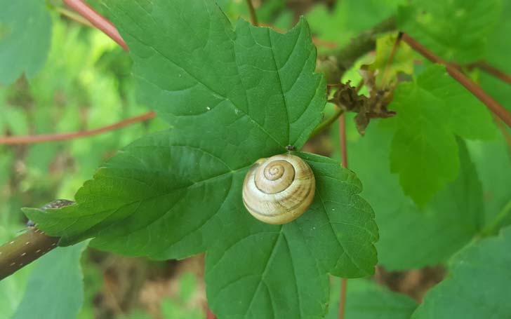 Escargot-des-jardins-credit-RNN-la-Bassée