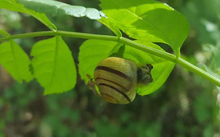 Escargot-des-jardins-credit-RNN-la-Bassée