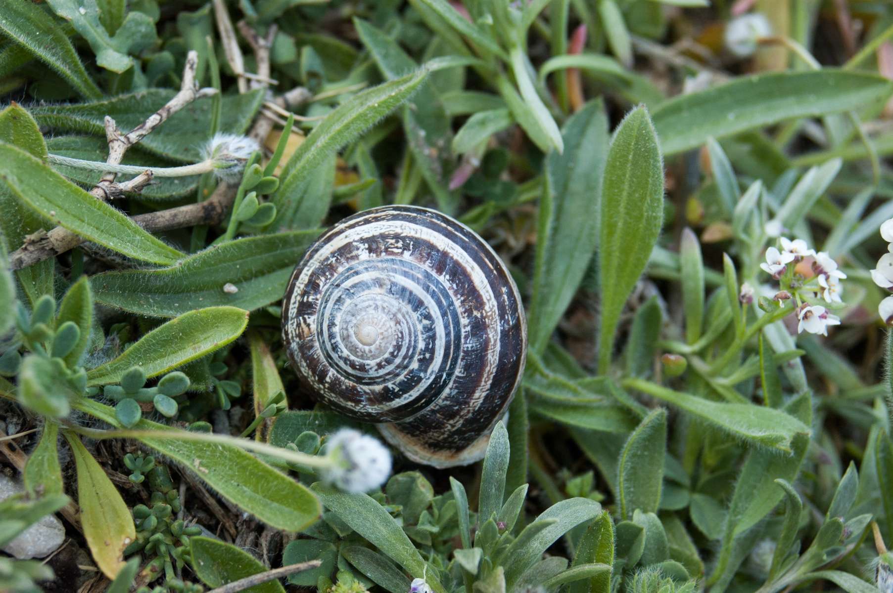 escargot_Pierre.jpg 