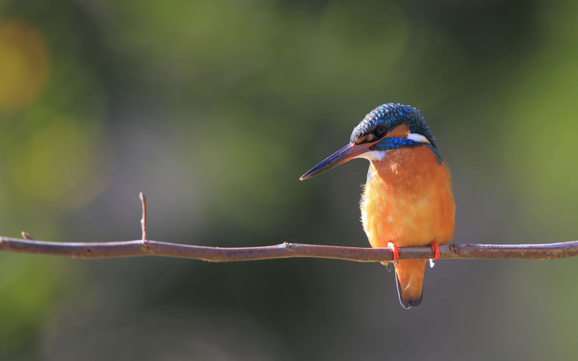 Martin-pêcheur d'Europe (Crédits : Eugene Lim - Flickr)