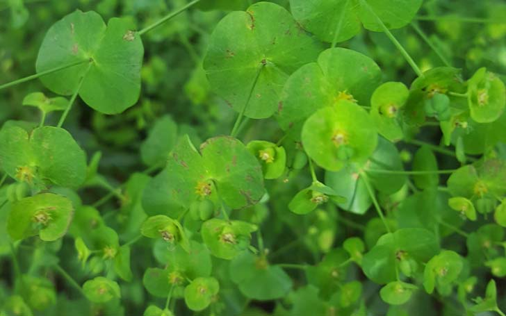  Euphorbe-des-bois-crédit-RNN-la-bassee