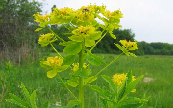 Euphorbe-des-marais-crédit-RNN-la-Bassée