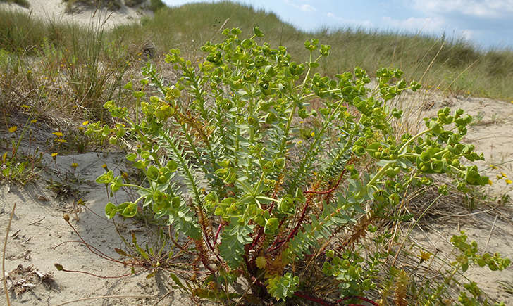 Euphorbe du littoral (Crédits: Stéphanie RITZ)