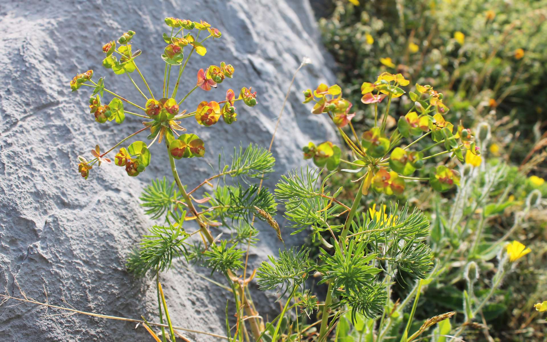 Euphorbe petit-cyprès (Crédits : Léa Charbonnier)