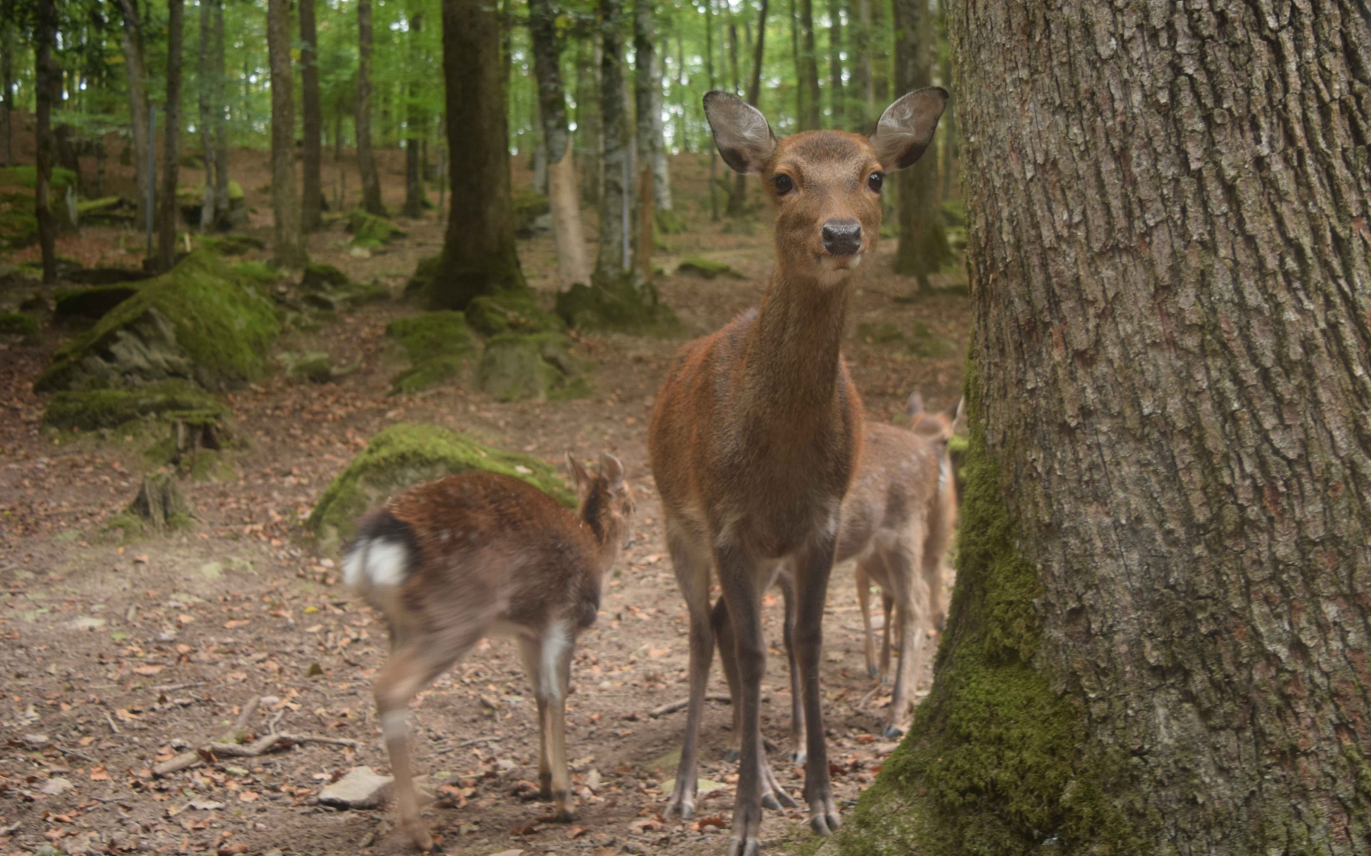 Femelle sika et son faon (Crédits : Sabine Meneut)