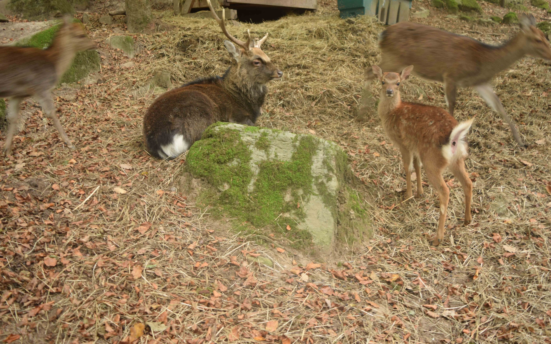 Mâle sika et le faon (Crédits : Sabine Meneut)