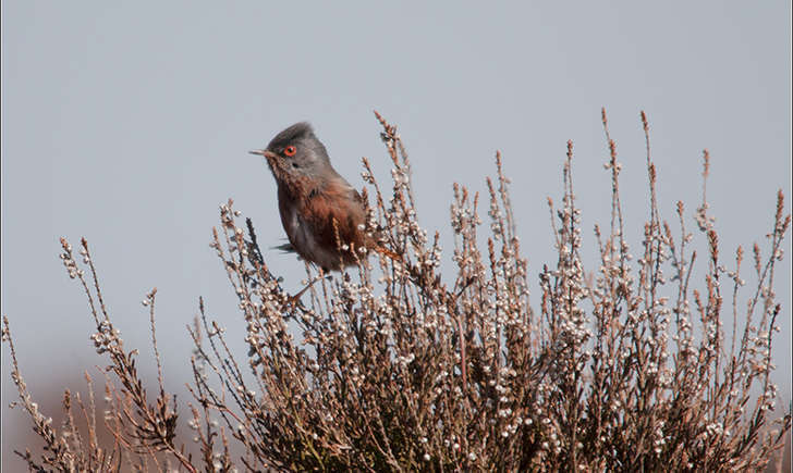 Fauvette pitchou (Crédits: Tony Court - flickr)