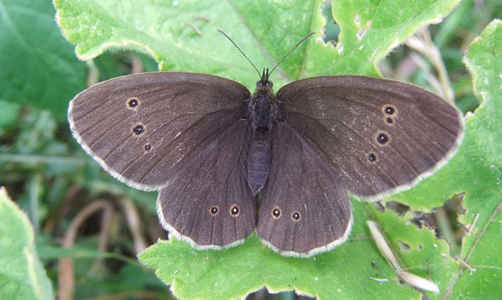 Tristan-Aphantopus hyperantus (crédit: Orangeaurochs)