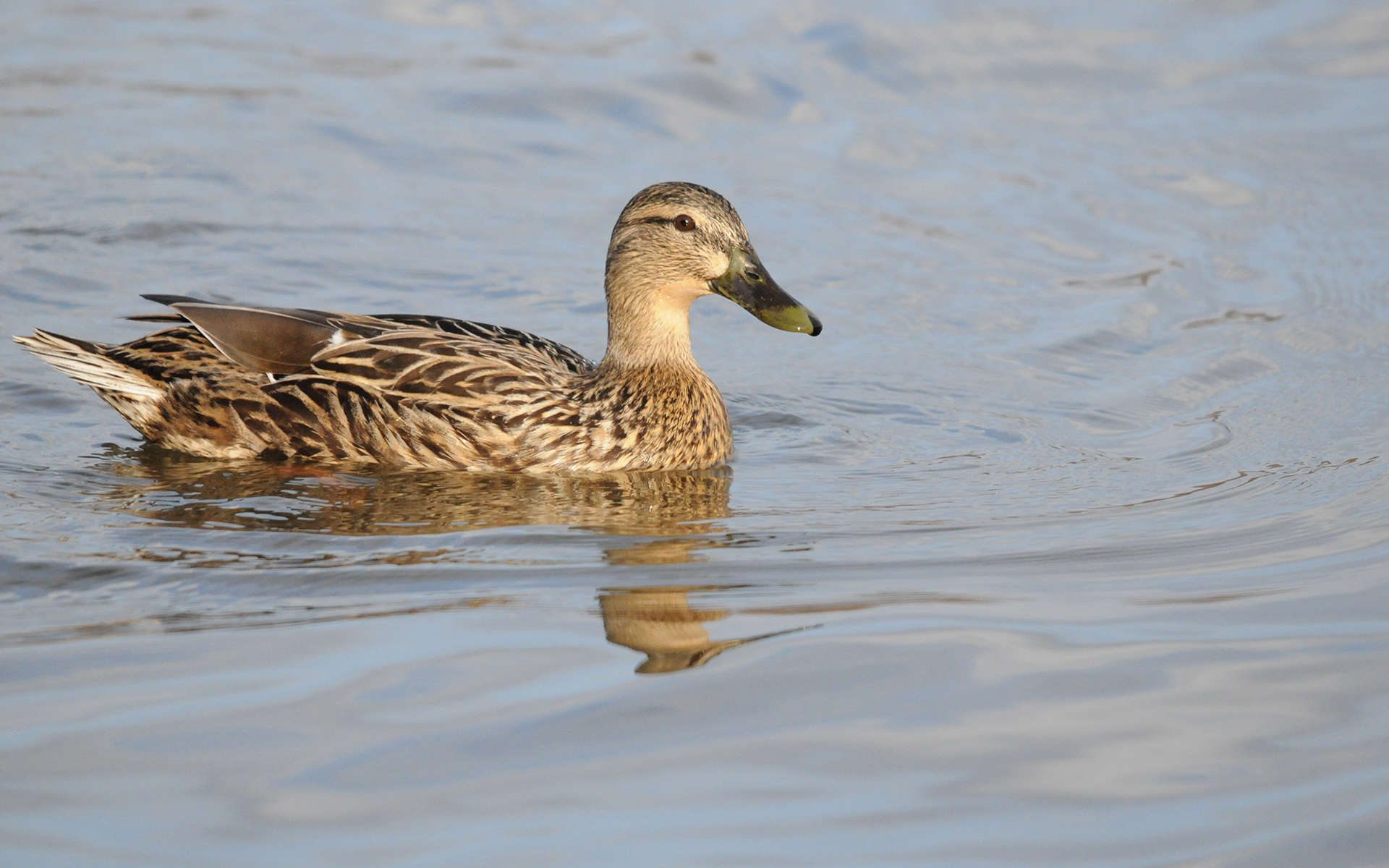 Canard colvert - femelle (Crédits : Thomas Bresson)