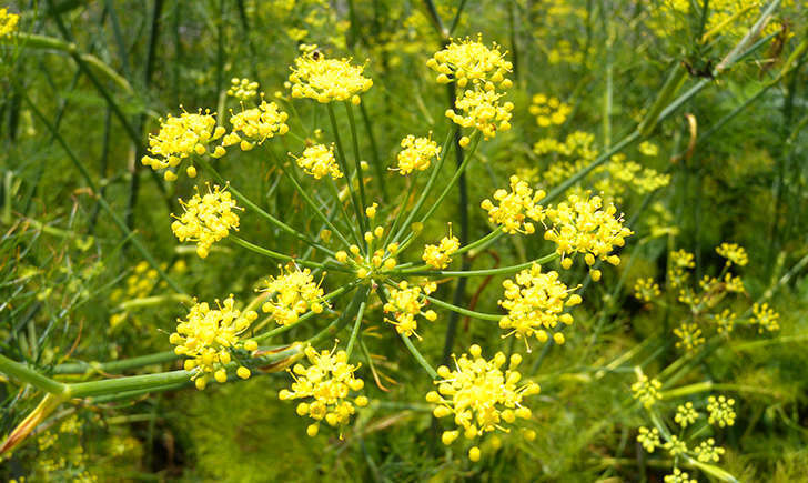 Fenouil (Crédits: weissersti - flickr)