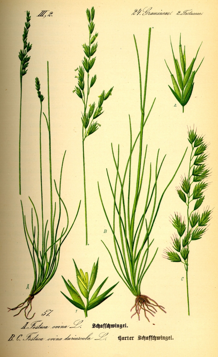 Fétuque ovine - Festuca ovina L. 