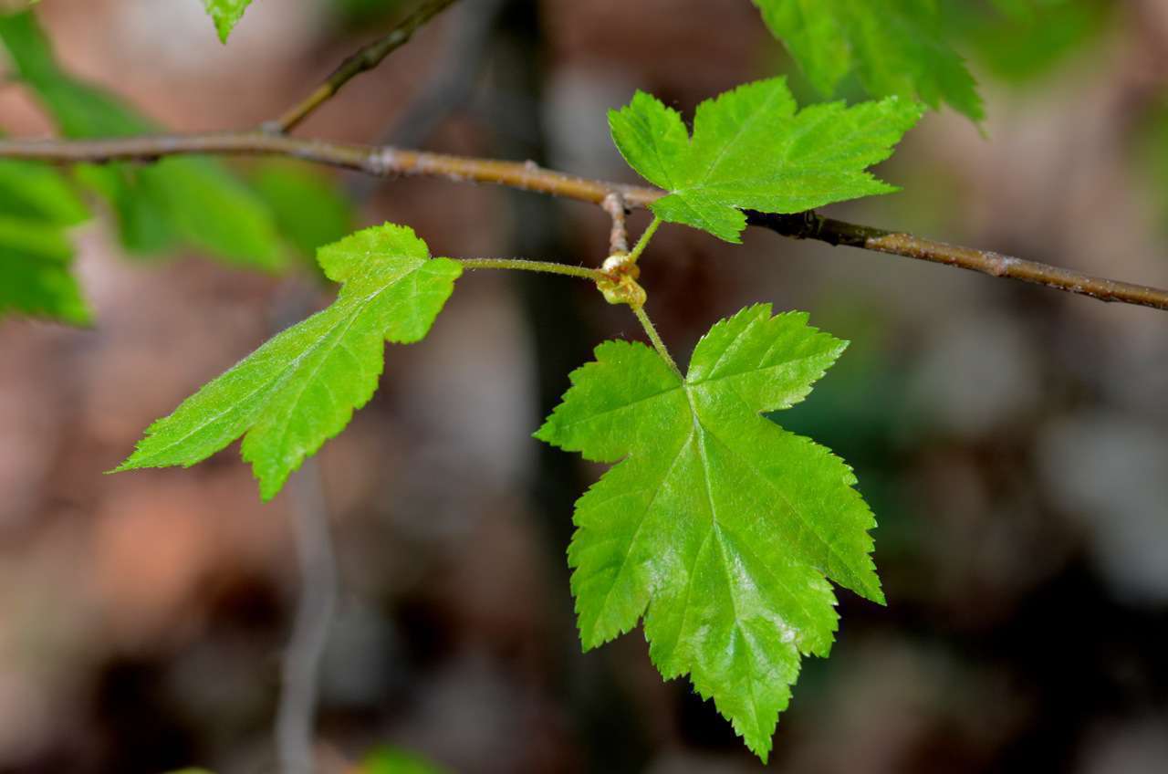 Alisier des bois