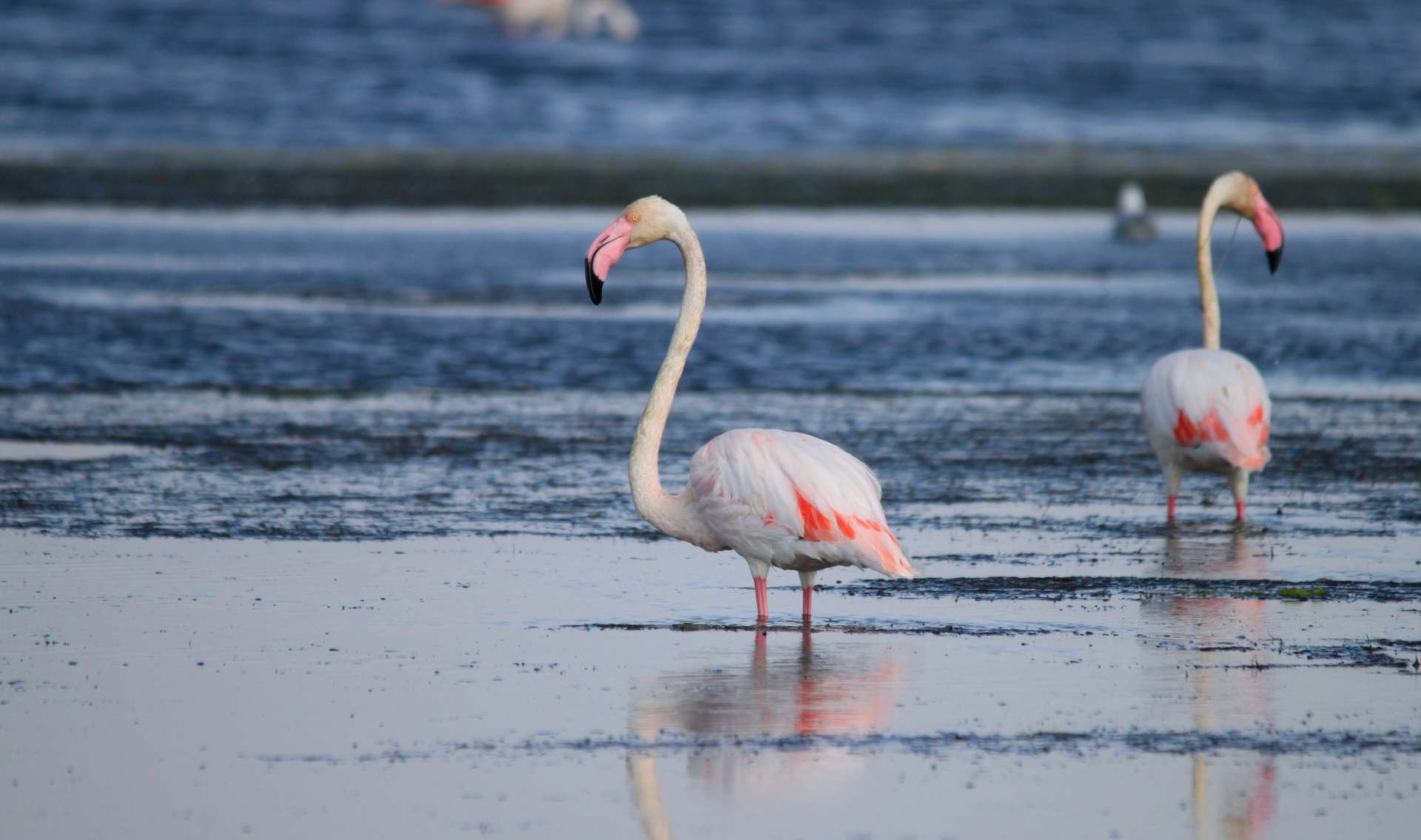 Flamants roses (Phoenicopterus roseus)