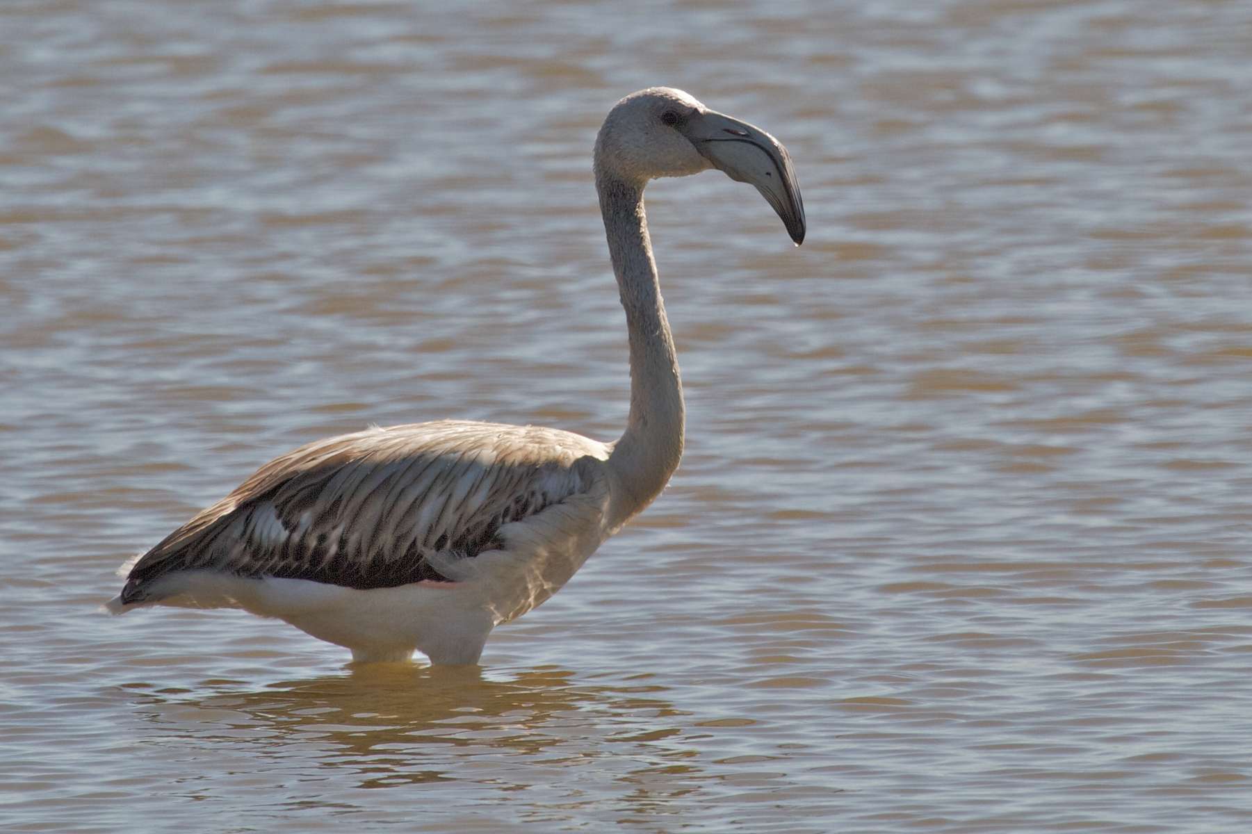 Jeune flamant rose (Phoenicopterus roseus)