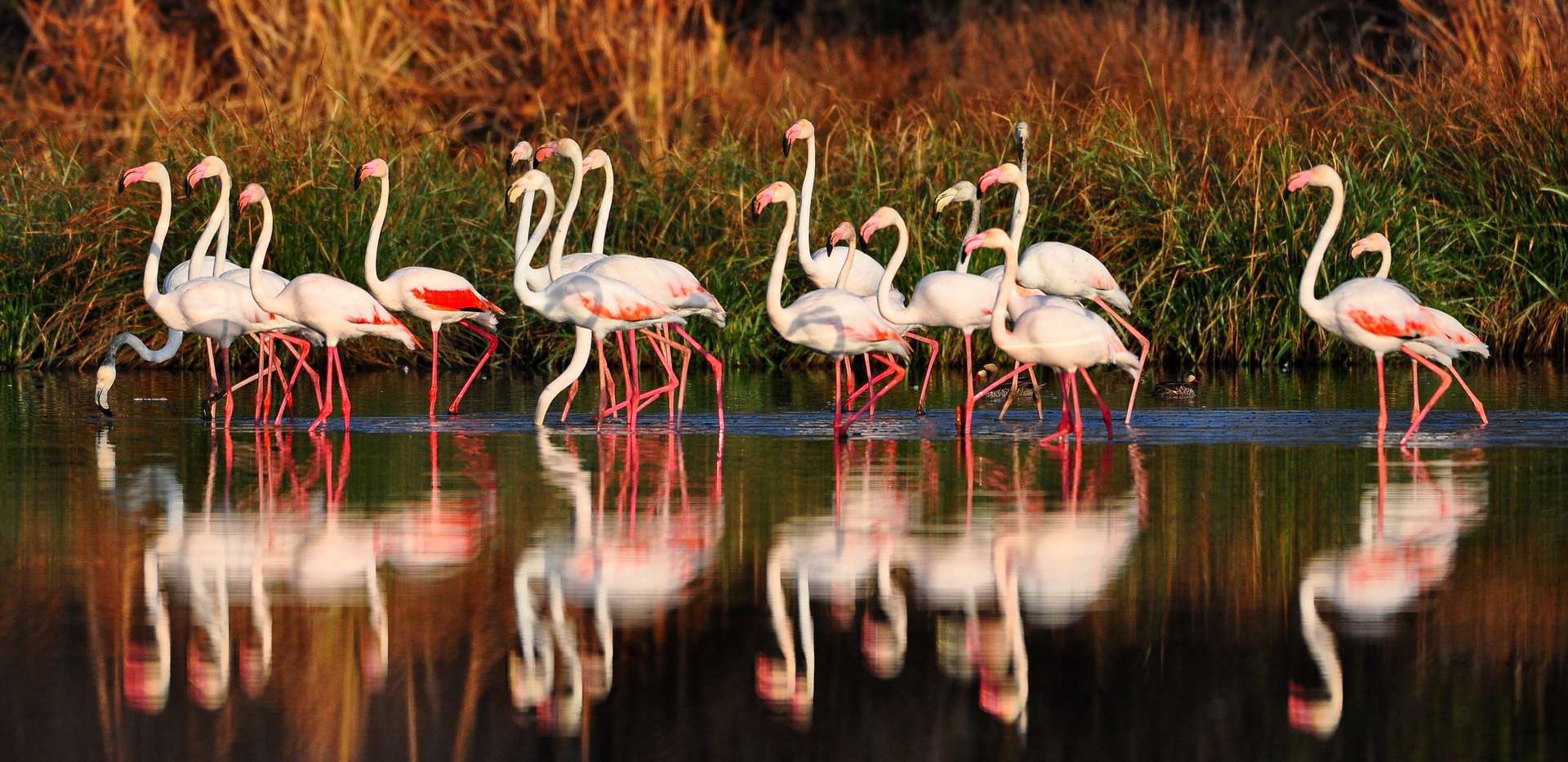 Groupe de flamants roses (Phoenicopterus roseus)