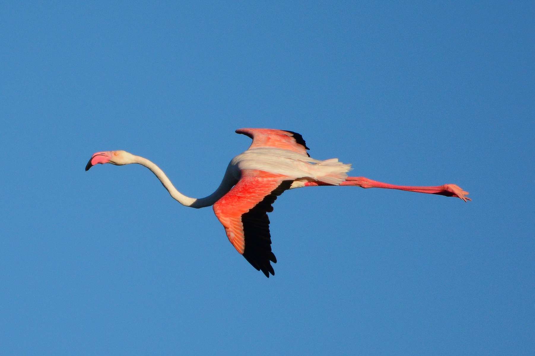 Flamant rose en vol