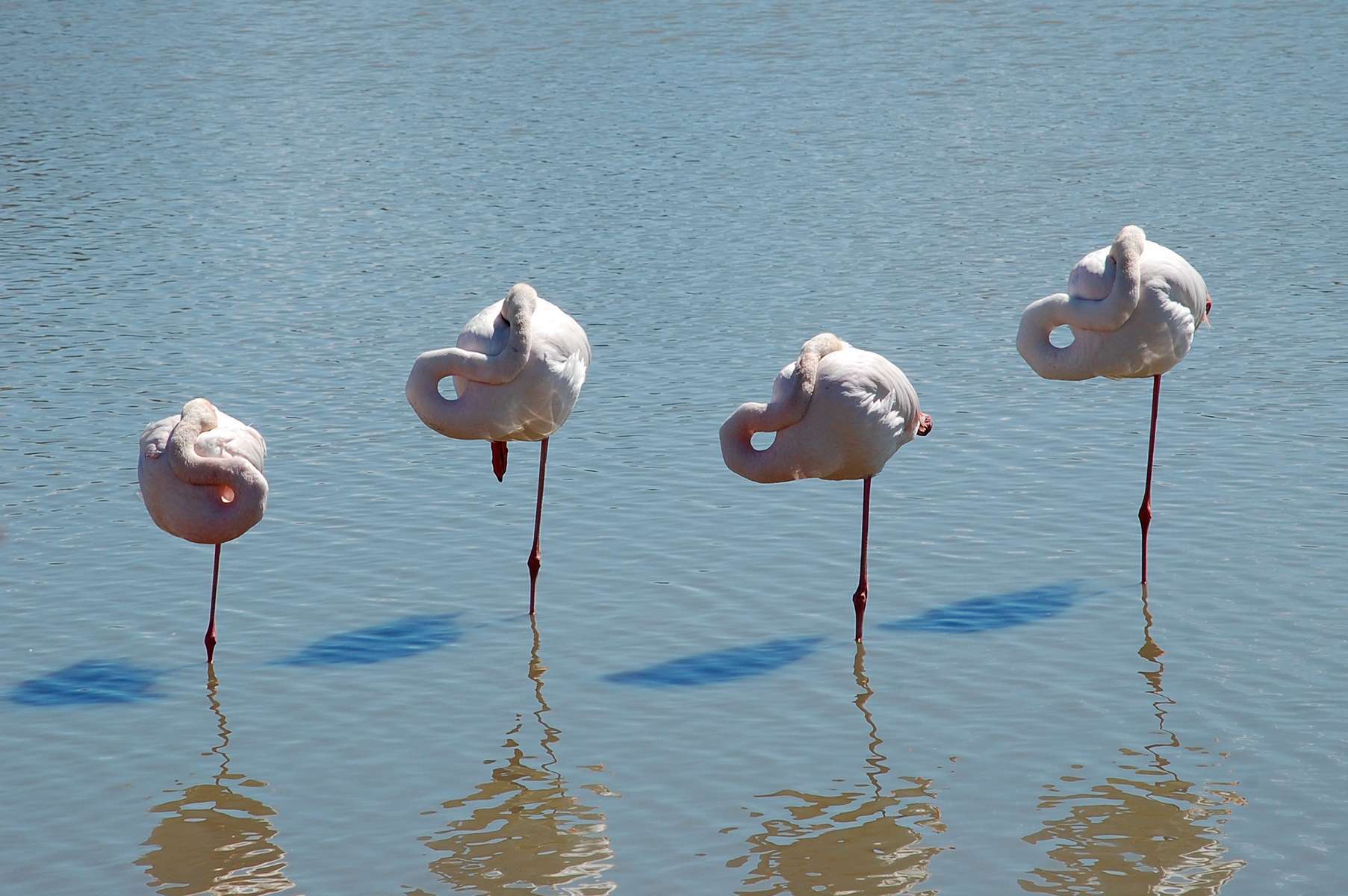 Flamants roses endormis