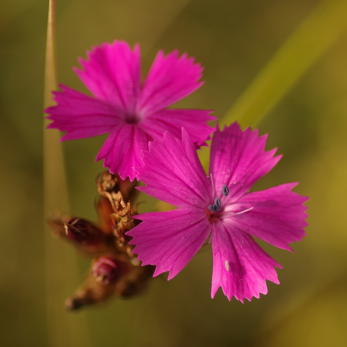 Fleurs Œillet des chartreux (Crédit : J.T.M._milliere)