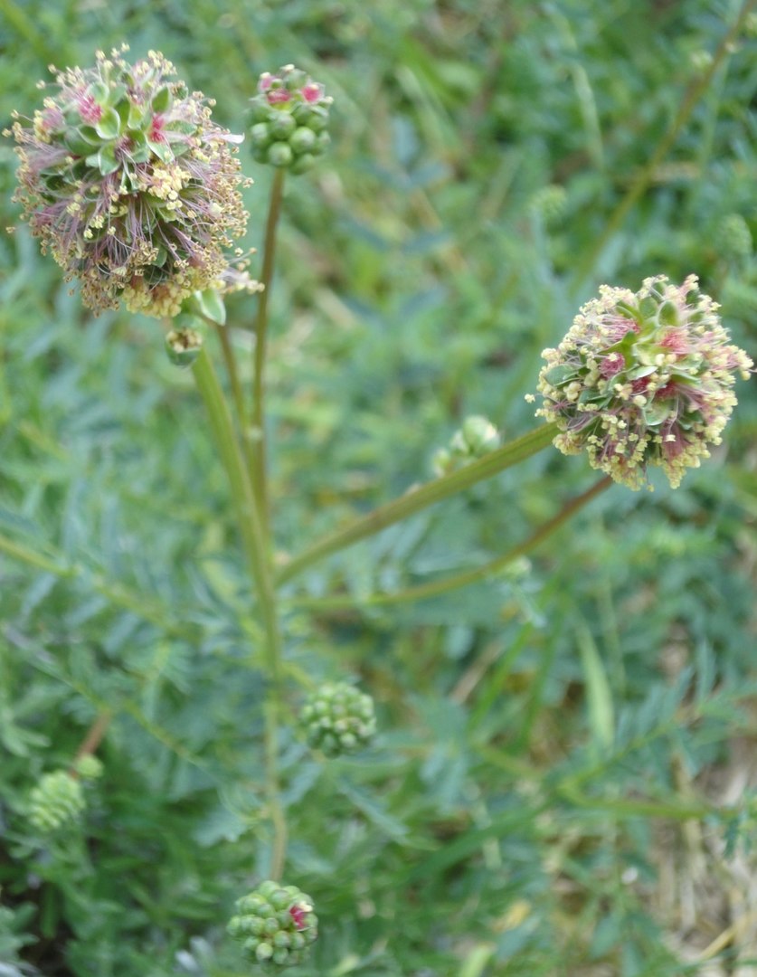 Fleurs petite Pimprenelle (Crédit : Vimeu)